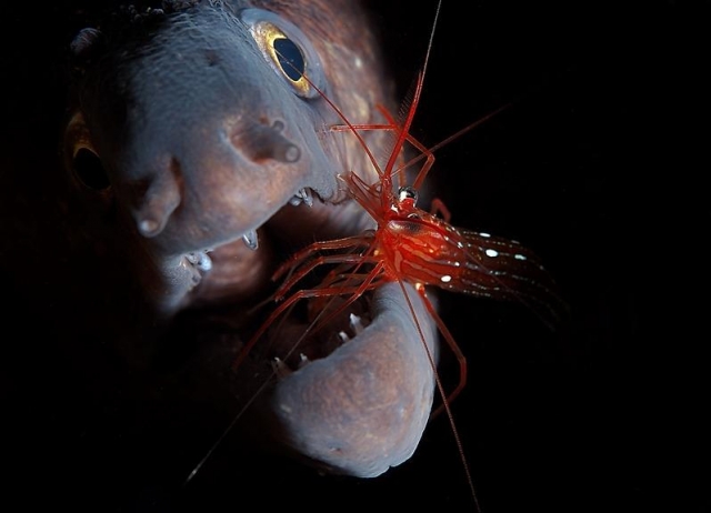  Moray eel and shrimp 